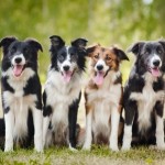 border collie breed