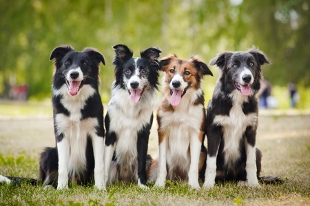 australian red border collie for sale