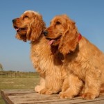 cocker spaniel breeders