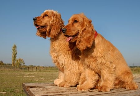 cocker spaniel breeders