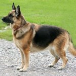 german shepherd breed