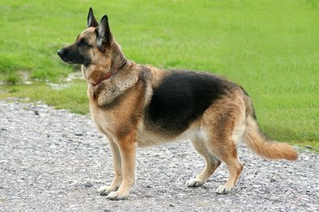 german shepherd breed