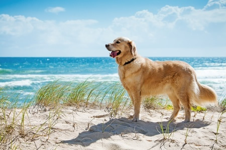 golden retriever breeders