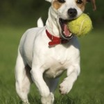 jack russell terrier breeders