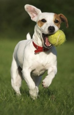 jack russell terrier breeders