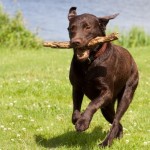 labrador dog breeders