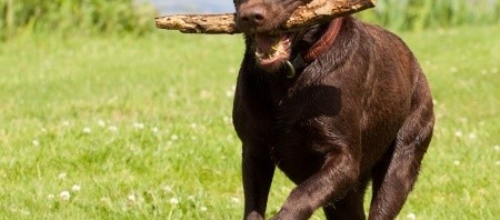 labrador dog breeders