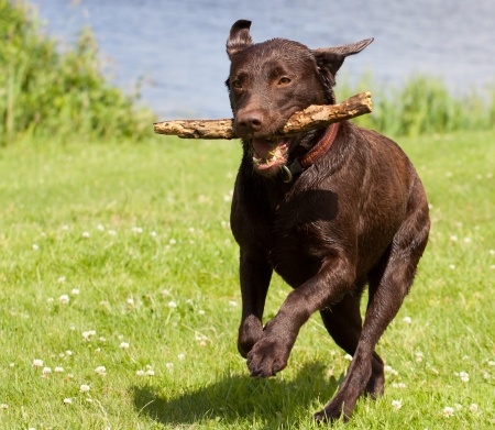 labrador dog breeders