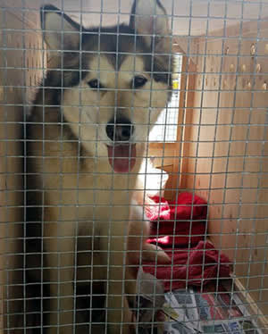 Alaskan Malamute dog transport from NZ to Australia