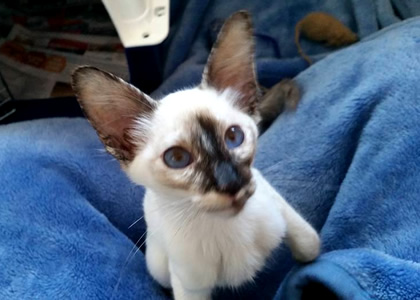 Balinese Kitten pet transport from NZ to Adelaide Australia