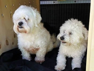 Bichon Cross Dogs transport from NZ to Australia