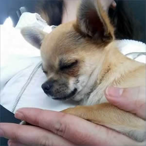 Chihuahua dog transport from NZ to Brisbane Australia