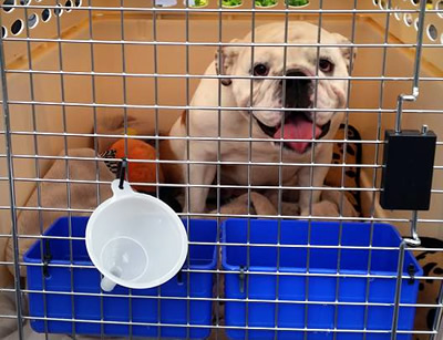 English Bulldog transport from NZ to Sydney Australia