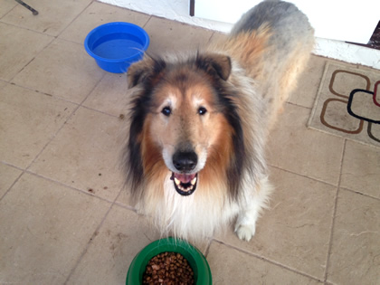 Rough Collie pet transport from NZ to Cairns Australia