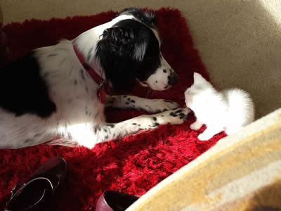 Springer Spaniel dog transport from NZ to Australia