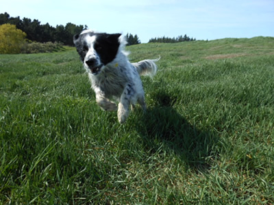 Border Collie from Auckland NZ to USA