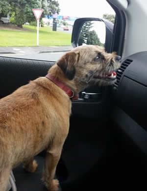 Border Terrier dog transport from NZ to Los Angeles USA -