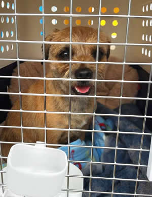 Border Terrier dog transport from NZ to Los Angeles USA