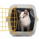 Cat in Transportation Crate