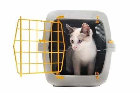 Cat in Transportation Crate