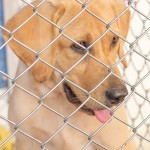 A dog in quarantine