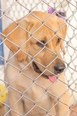 A dog in quarantine