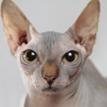 Hairless breeds produce less allergens