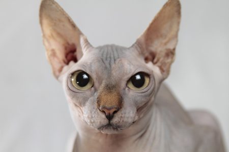 Hairless breeds produce less allergens