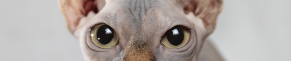 Hairless breeds produce less allergens