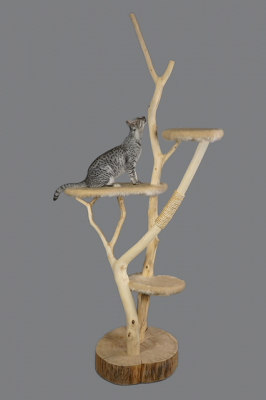 Stop Your Cat From Scratching, Outdoor Cat Tree Nz