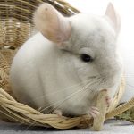Chinchilla's from Great Britain can come to New Zealand