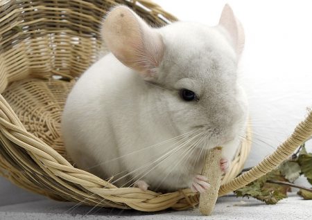 Chinchilla's from Great Britain can come to New Zealand