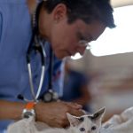 Vet getting ready to check Kitten