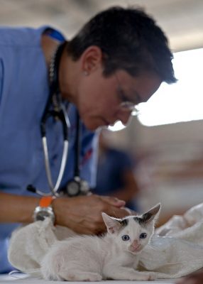 Vet getting ready to check Kitten