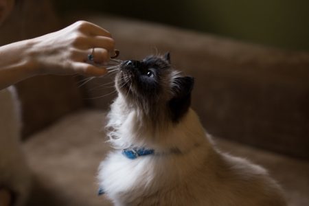 Training your Kitten