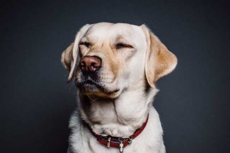 Labrador Retrievers, 2017 NZ Favourite Dog Breed