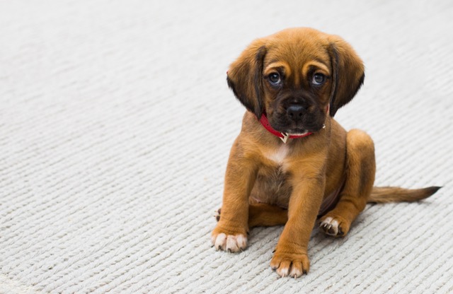 Puppy ready for transport overseas