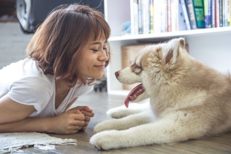 Pet insurance for your dog or cat