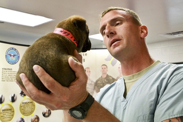 Qualified vet checking a puppy before shipping overseas
